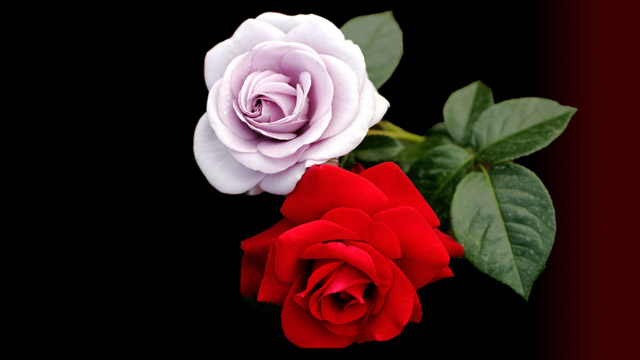 Photo slide show by Windy