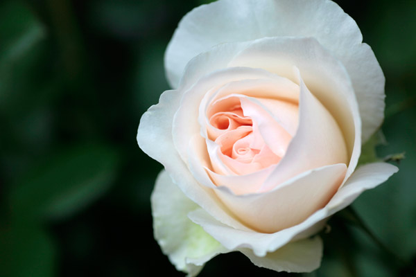 Photo slide show by Windy